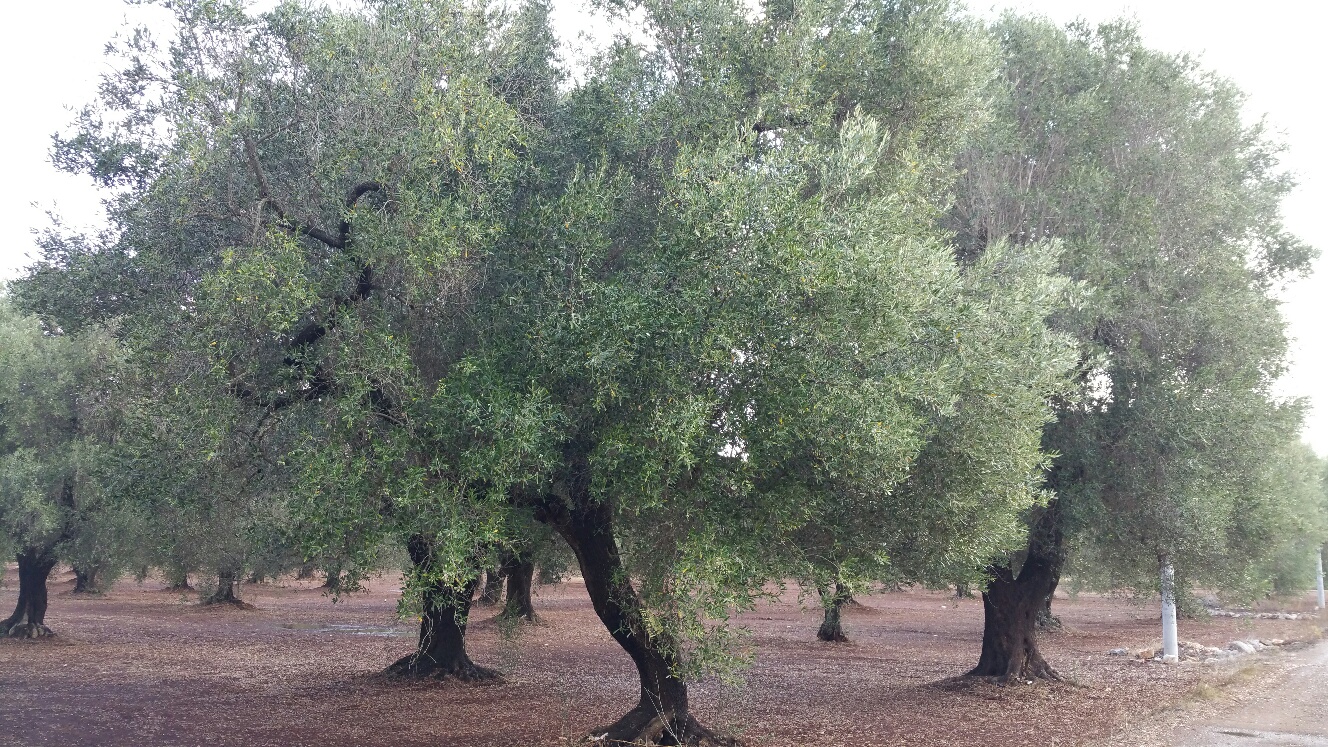 Foto - Terreno In Vendita